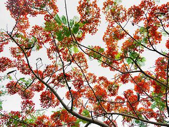 宝可梦社宣布2月27日举行直播节目 届时公布新游戏情报